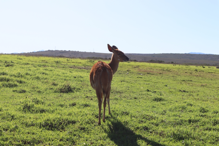 0 Bedroom Property for Sale in Twin Valley Eastern Cape